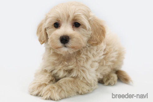 成約済の神奈川県のマルプー:マルチーズ×トイプードル-357352